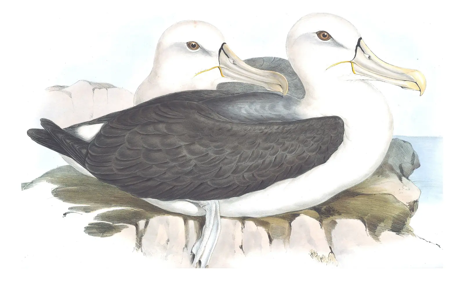 Volume VII, plate 40 of Gould's The Birds of Australia: White-capped Albatross (Thalassarche cauta)