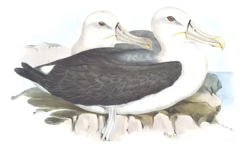 Volume VII, plate 40 of Gould's The Birds of Australia: White-capped Albatross (Thalassarche cauta)