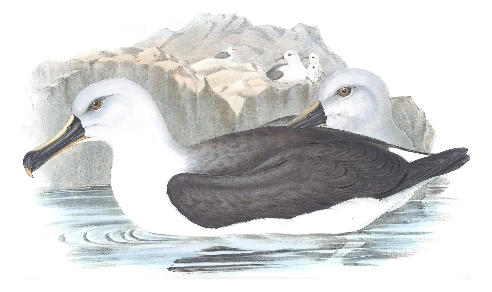 Volume VII, plate 41 of Gould's The Birds of Australia: Gray-headed Albatross (Thalassarche chrysostoma)
