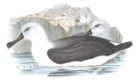 Volume VII, plate 41 of Gould's The Birds of Australia: Gray-headed Albatross (Thalassarche chrysostoma)