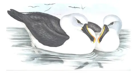 Volume VII, plate 42 of Gould's The Birds of Australia: Atlantic Yellow-nosed Albatross (Thalassarche chlororhynchos)