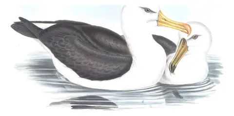 Volume VII, plate 43 of Gould's The Birds of Australia: Black-browed Albatross (Thalassarche melanophris)
