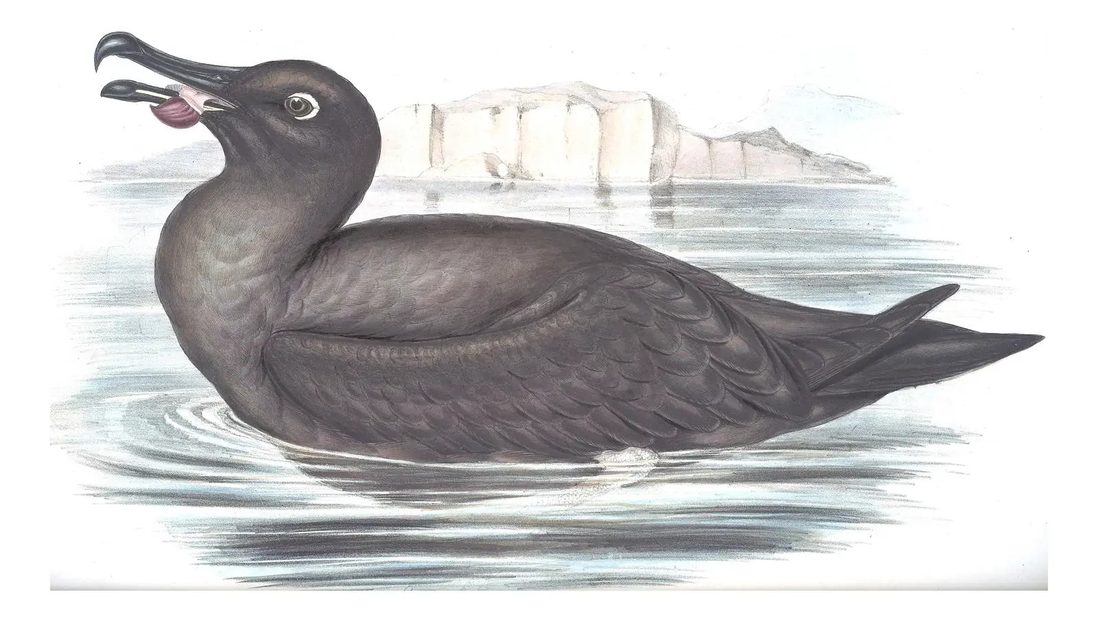 Volume VII, plate 44 of Gould's The Birds of Australia: Sooty Albatross (Phoebetria fusca)