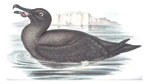 Volume VII, plate 44 of Gould's The Birds of Australia: Sooty Albatross (Phoebetria fusca)