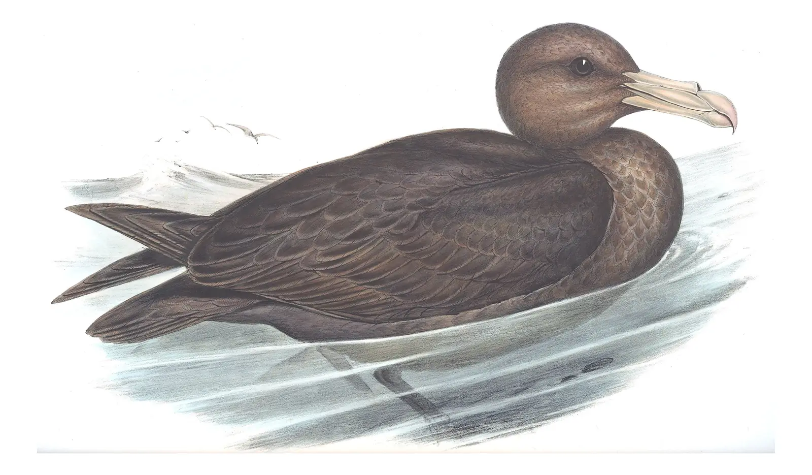 Volume VII, plate 45 of Gould's The Birds of Australia: Northern Giant-Petrel (Macronectes halli)
