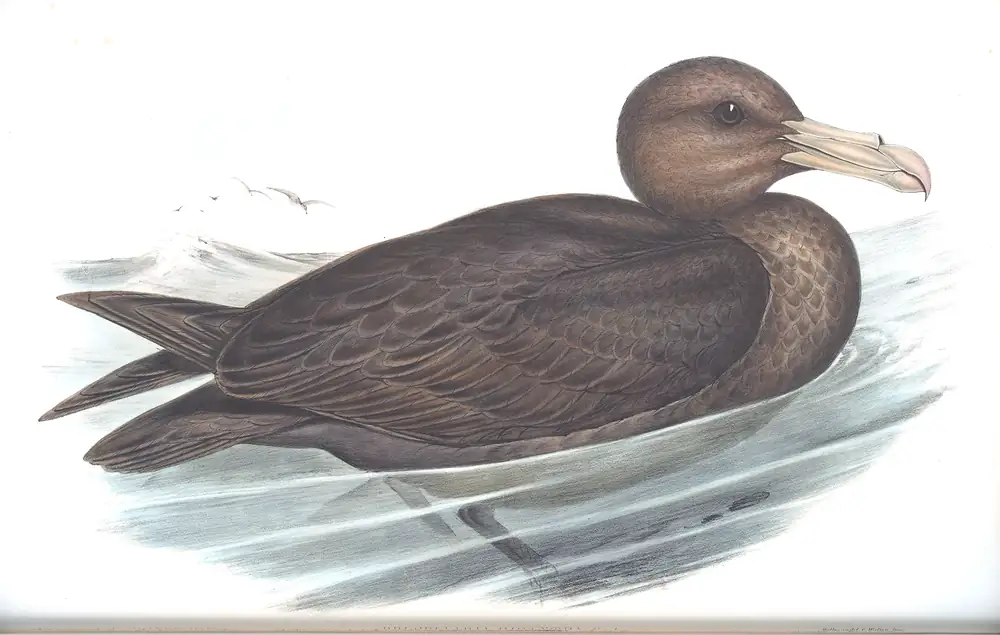 The whole sheet of volume VII, plate 45, with its engraved caption