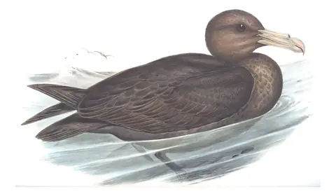Volume VII, plate 45 of Gould's The Birds of Australia: Northern Giant-Petrel (Macronectes halli)