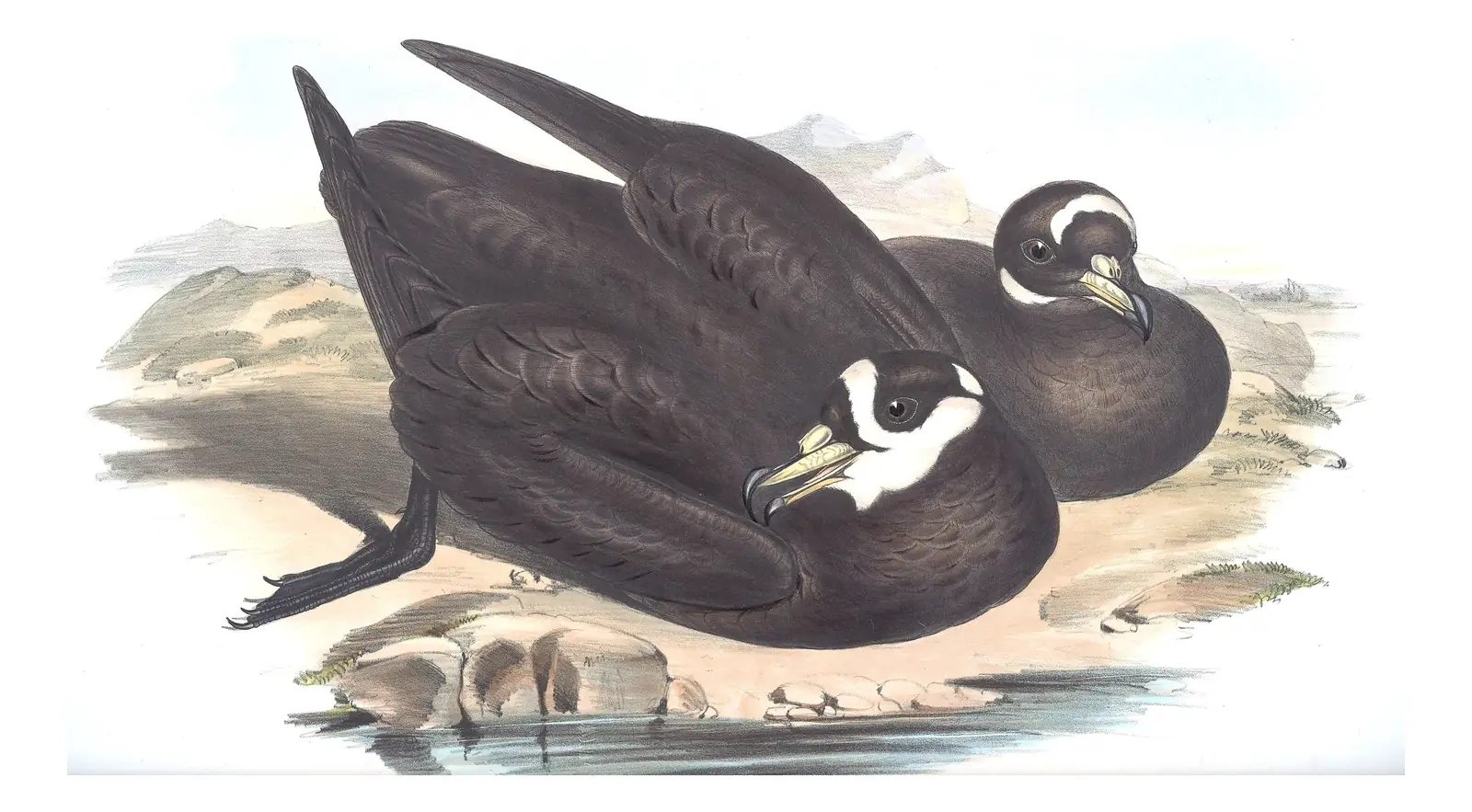 Volume VII, plate 46 of Gould's The Birds of Australia: Spectacled Petrel (Procellaria conspicillata)