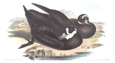 Volume VII, plate 46 of Gould's The Birds of Australia: Spectacled Petrel (Procellaria conspicillata)