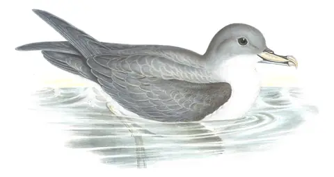 Volume VII, plate 47 of Gould's The Birds of Australia: Gray Petrel (Procellaria cinerea)