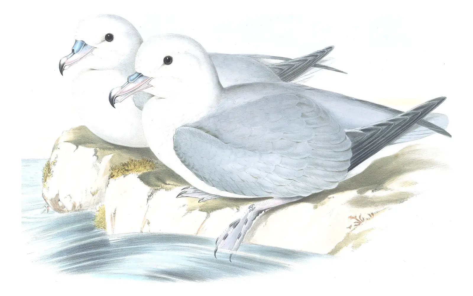 Volume VII, plate 48 of Gould's The Birds of Australia: Southern Fulmar (Fulmarus glacialoides)