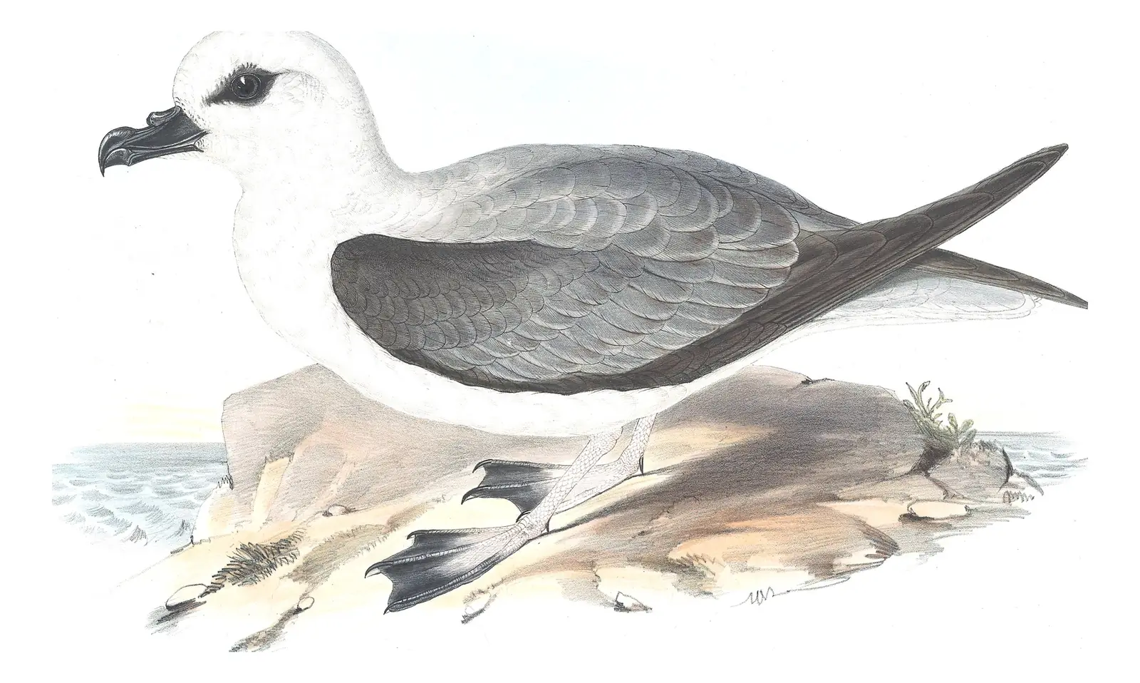 Volume VII, plate 49 of Gould's The Birds of Australia: White-headed Petrel (Pterodroma lessonii)