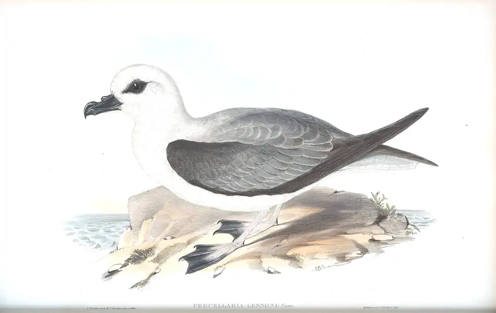 The whole sheet of volume VII, plate 49, with its engraved caption