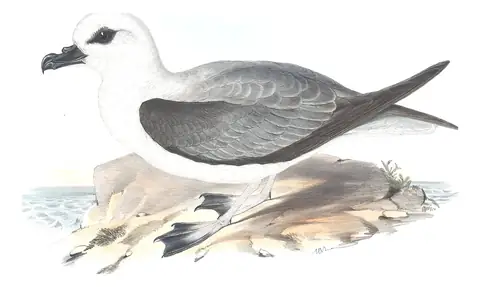 Volume VII, plate 49 of Gould's The Birds of Australia: White-headed Petrel (Pterodroma lessonii)