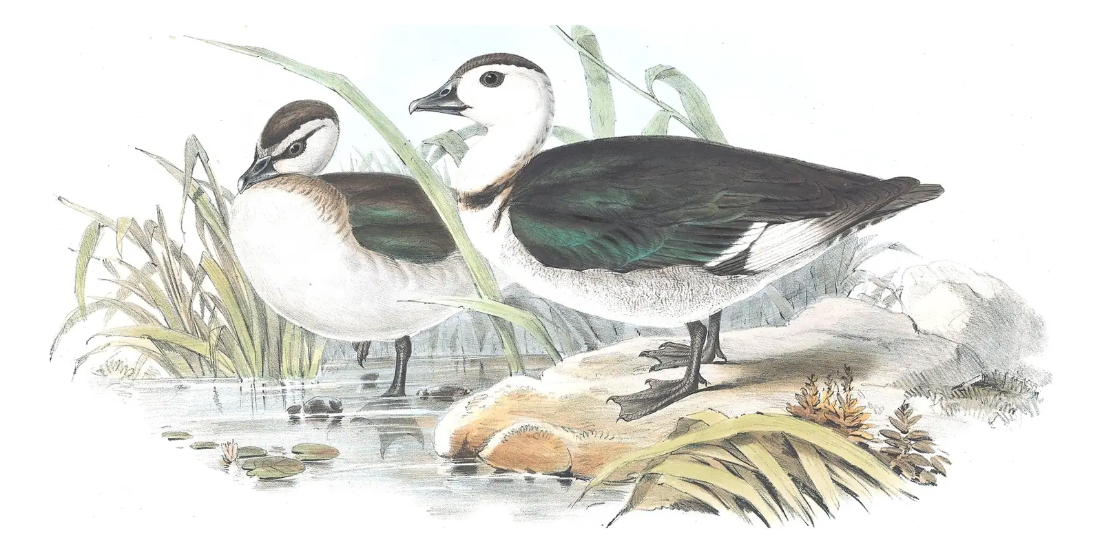 Volume VII, plate 5 of Gould's The Birds of Australia: Cotton Pygmy-Goose (Nettapus coromandelianus)