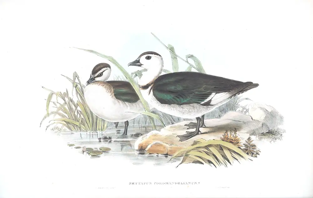 The whole sheet of volume VII, plate 5, with its engraved caption
