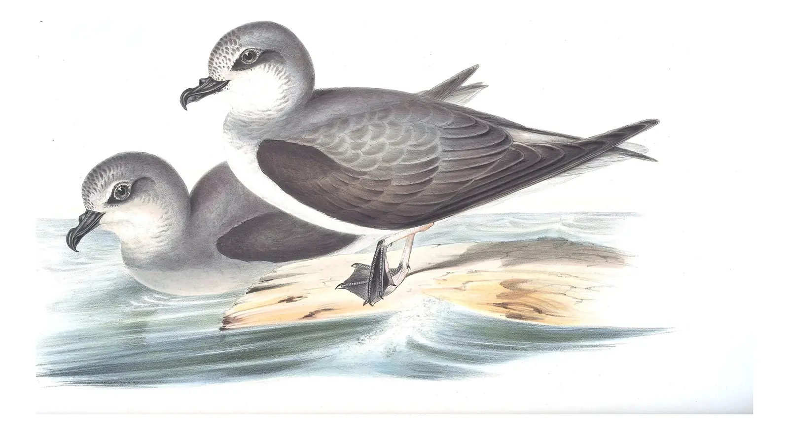 Volume VII, plate 50 of Gould's The Birds of Australia: Soft-plumaged Petrel (Pterodroma mollis)