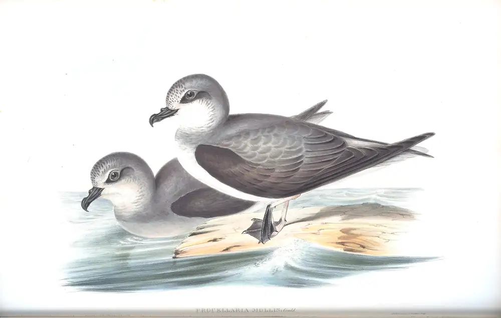 The whole sheet of volume VII, plate 50, with its engraved caption