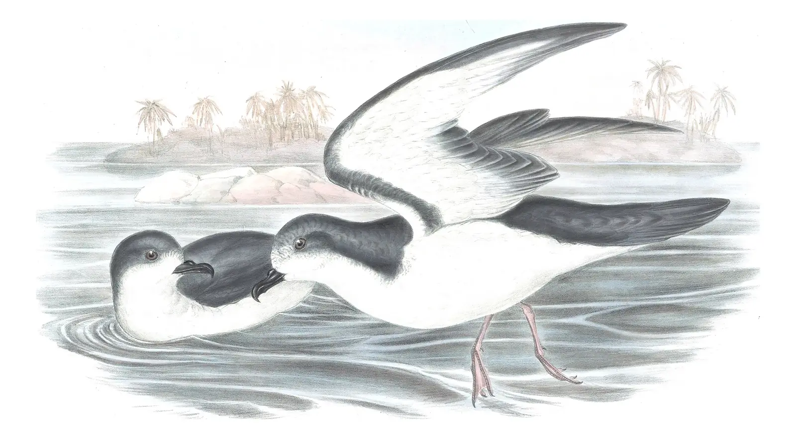 Volume VII, plate 51 of Gould's The Birds of Australia: Gould's Petrel (Pterodroma leucoptera)