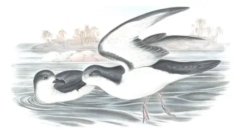 Volume VII, plate 51 of Gould's The Birds of Australia: Gould's Petrel (Pterodroma leucoptera)