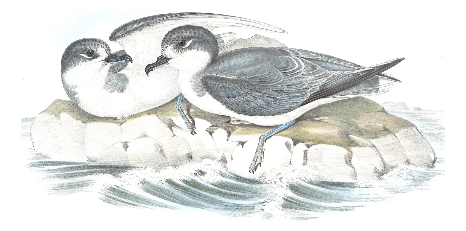 Volume VII, plate 52 of Gould's The Birds of Australia: Blue Petrel (Halobaena caerulea)