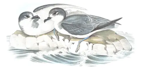 Volume VII, plate 52 of Gould's The Birds of Australia: Blue Petrel (Halobaena caerulea)