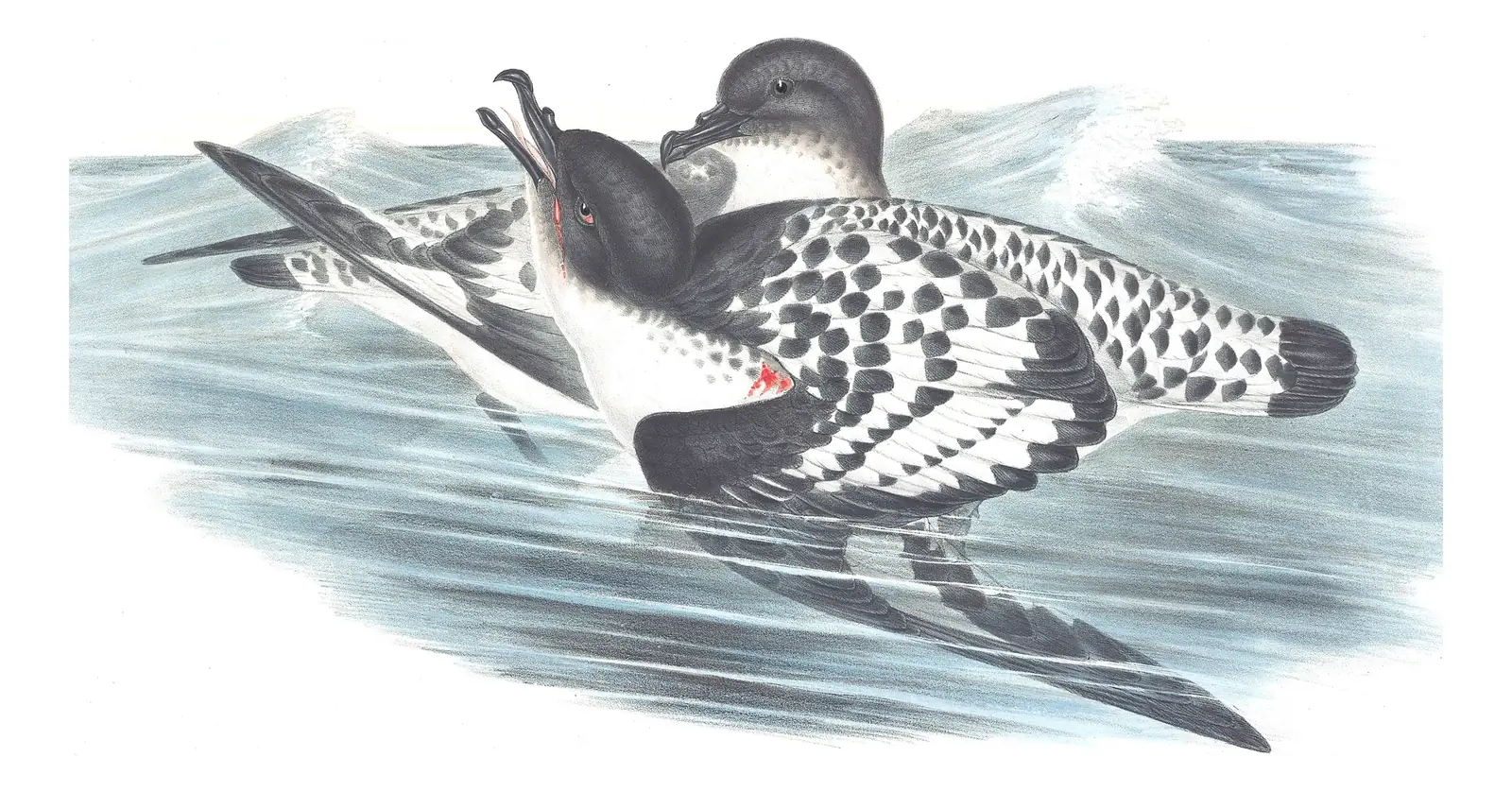 Volume VII, plate 53 of Gould's The Birds of Australia: Pintado Petrel (Daption capense)