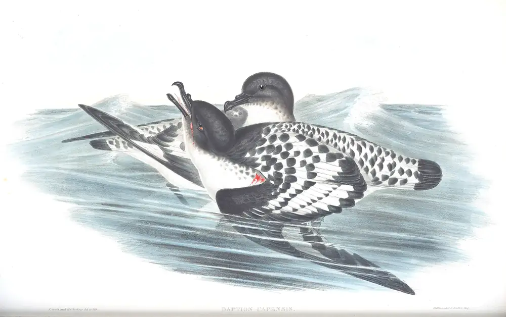 The whole sheet of volume VII, plate 53, with its engraved caption