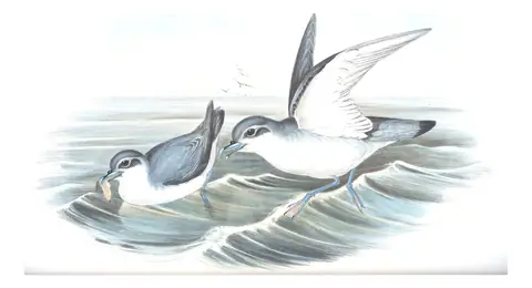 Volume VII, plate 54 of Gould's The Birds of Australia: Fairy Prion (Pachyptila turtur)