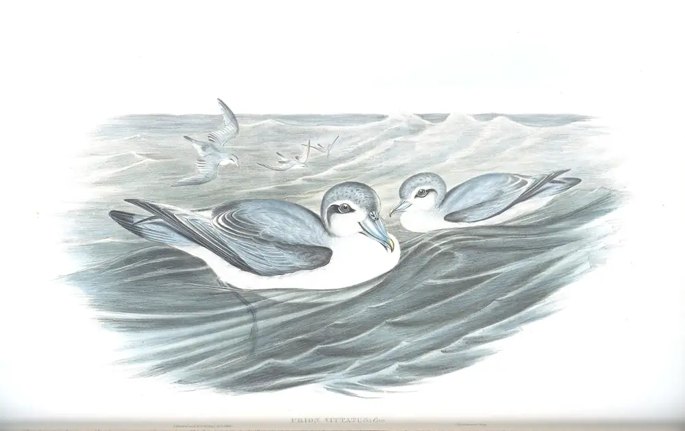 The whole sheet of volume VII, plate 55, with its engraved caption