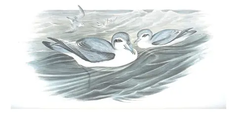 Volume VII, plate 55 of Gould's The Birds of Australia: Broad-billed Prion (Pachyptila vittata)
