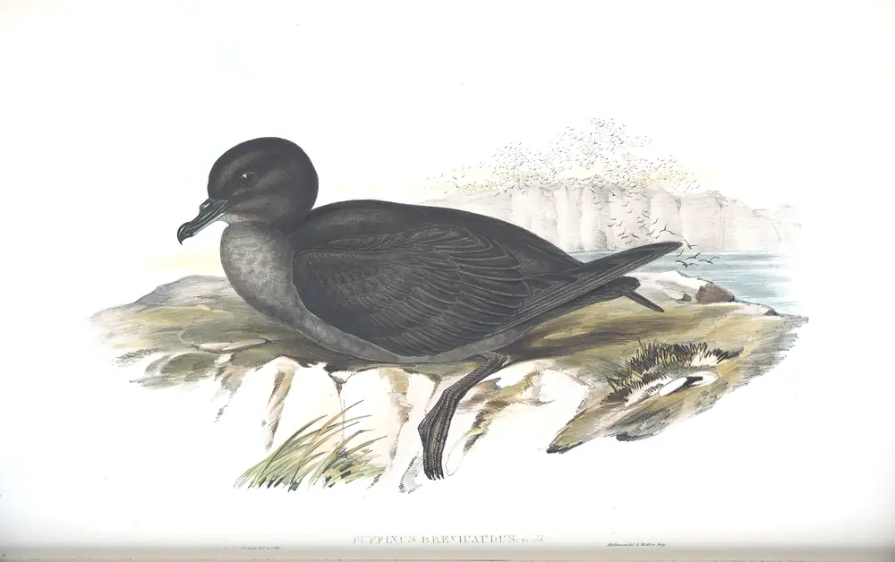 The whole sheet of volume VII, plate 56, with its engraved caption