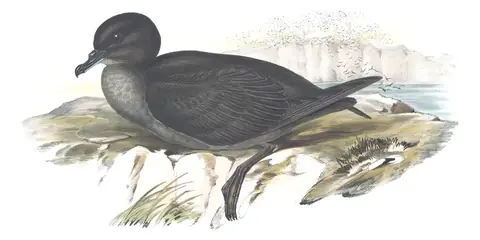Volume VII, plate 56 of Gould's The Birds of Australia: Short-tailed Shearwater (Ardenna tenuirostris)