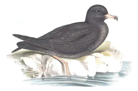 Volume VII, plate 57 of Gould's The Birds of Australia: Flesh-footed Shearwater (Ardenna carneipes)