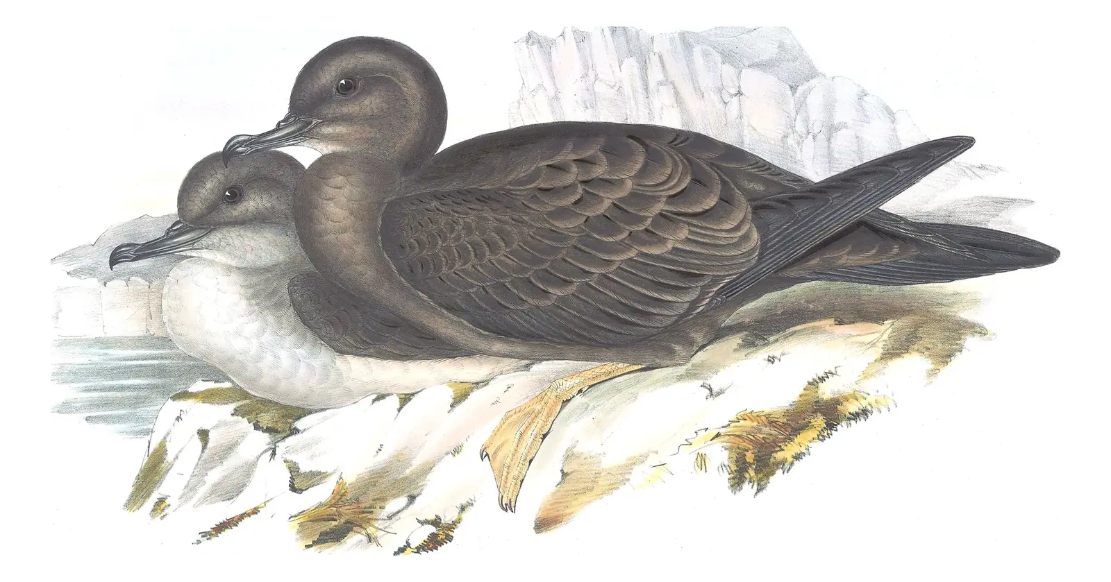 Volume VII, plate 58 of Gould's The Birds of Australia: Wedge-tailed Shearwater (Ardenna pacifica)