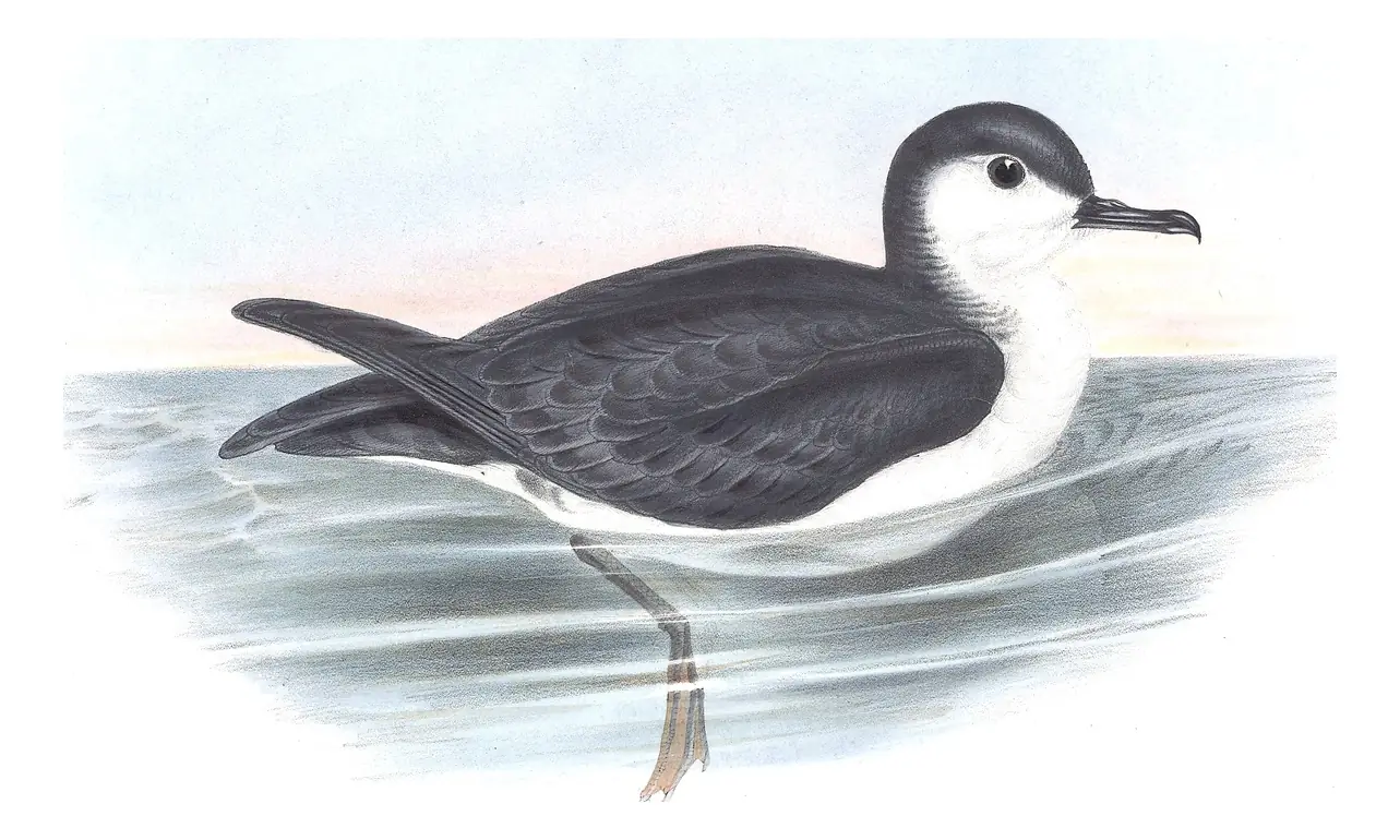 Volume VII, plate 59 of Gould's The Birds of Australia: Little Shearwater (Puffinus assimilis)