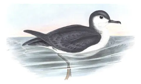 Volume VII, plate 59 of Gould's The Birds of Australia: Little Shearwater (Puffinus assimilis)