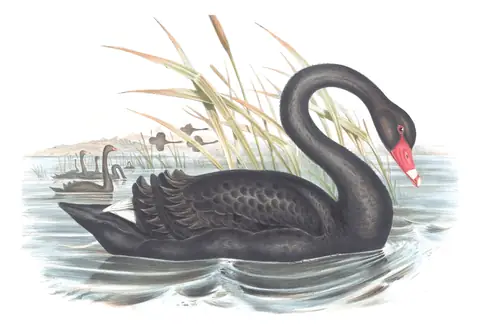 Volume VII, plate 6 of Gould's The Birds of Australia: Black Swan (Cygnus atratus)