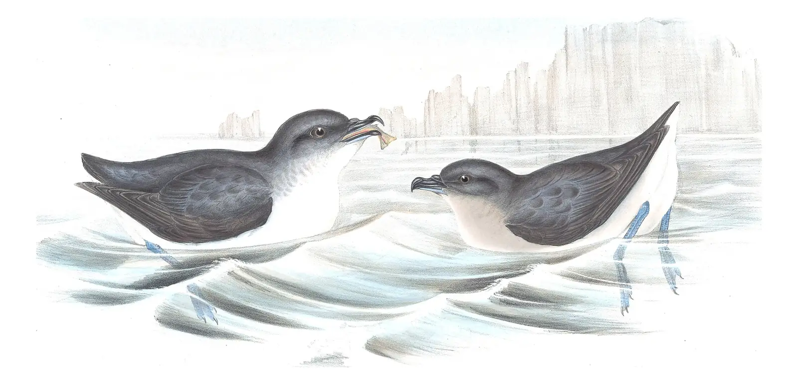 Volume VII, plate 60 of Gould's The Birds of Australia: Common Diving-Petrel (Pelecanoides urinatrix)