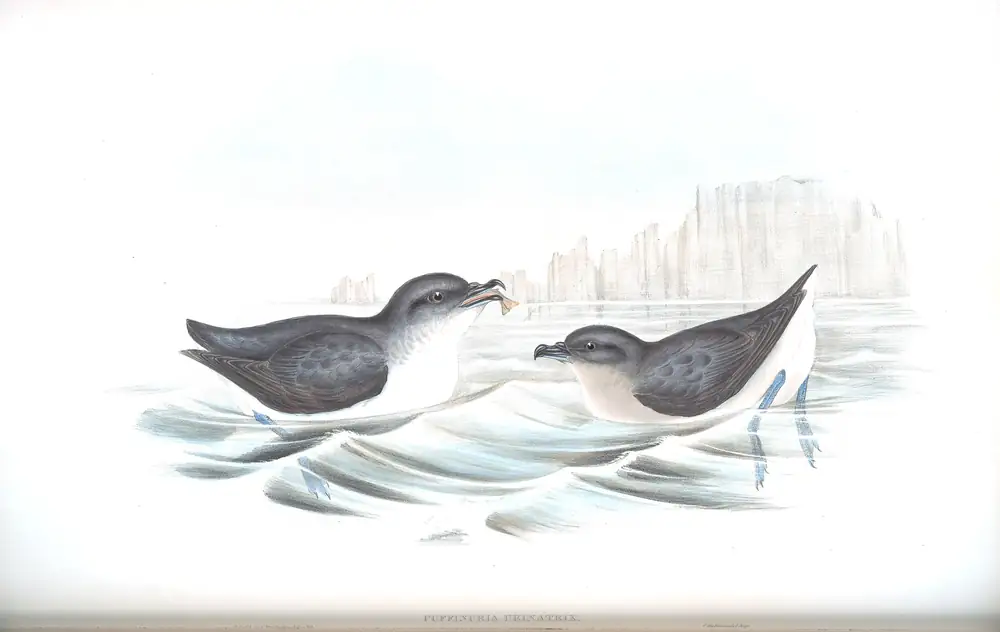The whole sheet of volume VII, plate 60, with its engraved caption