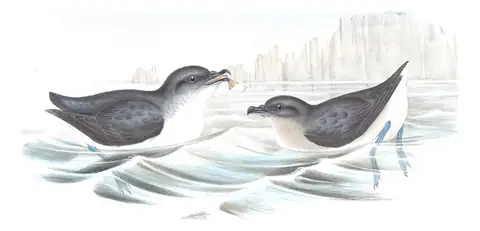 Volume VII, plate 60 of Gould's The Birds of Australia: Common Diving-Petrel (Pelecanoides urinatrix)