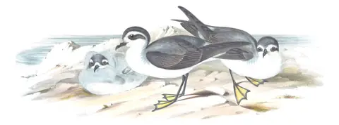 Volume VII, plate 61 of Gould's The Birds of Australia: White-faced Storm-Petrel (Pelagodroma marina)