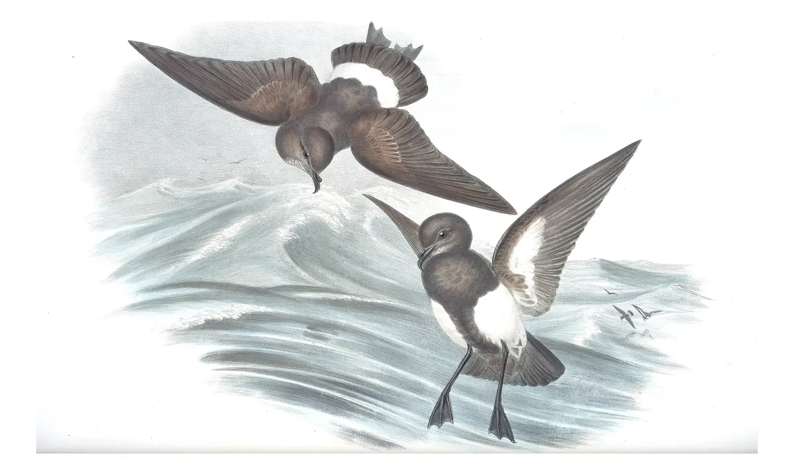 Volume VII, plate 62 of Gould's The Birds of Australia: Black-bellied Storm-Petrel (Fregetta tropica)