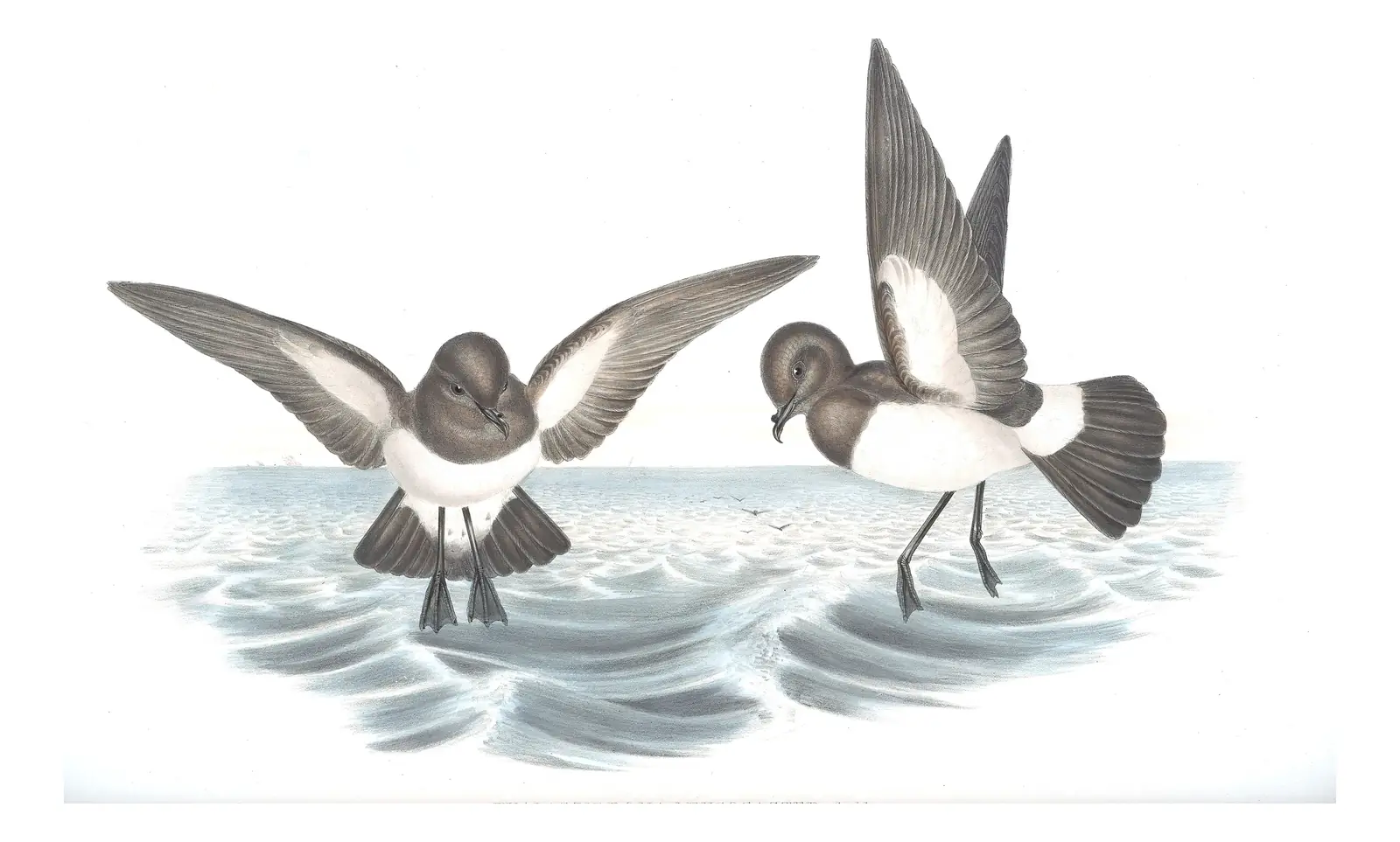 Volume VII, plate 63 of Gould's The Birds of Australia: White-bellied Storm-Petrel (Fregetta grallaria)
