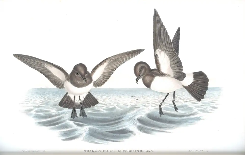 The whole sheet of volume VII, plate 63, with its engraved caption
