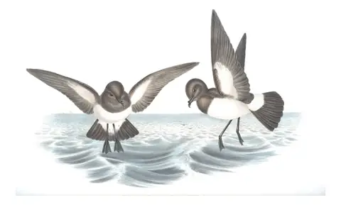 Volume VII, plate 63 of Gould's The Birds of Australia: White-bellied Storm-Petrel (Fregetta grallaria)