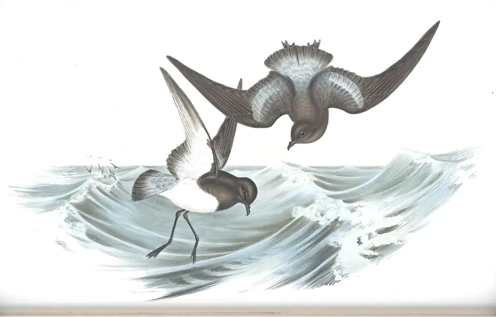 The whole sheet of volume VII, plate 64, with its engraved caption
