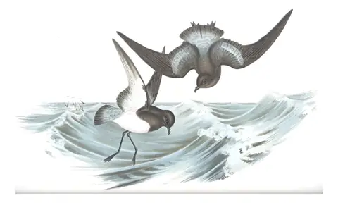 Volume VII, plate 64 of Gould's The Birds of Australia: Gray-backed Storm-Petrel (Garrodia nereis)