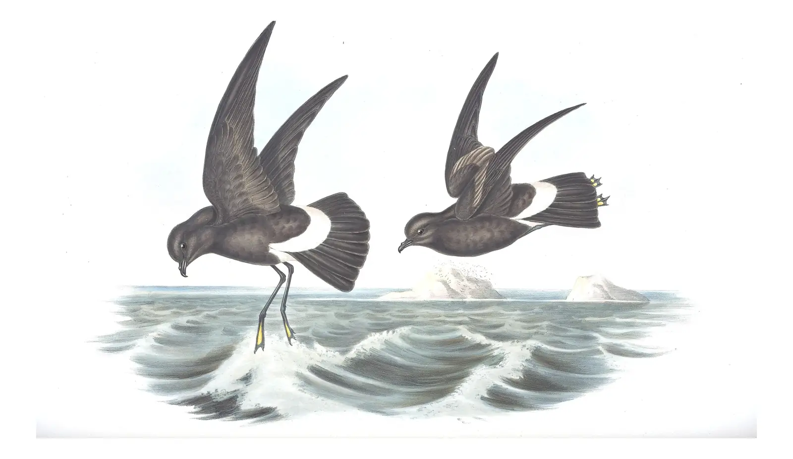 Volume VII, plate 65 of Gould's The Birds of Australia: Wilson's Storm-Petrel (Oceanites oceanicus)