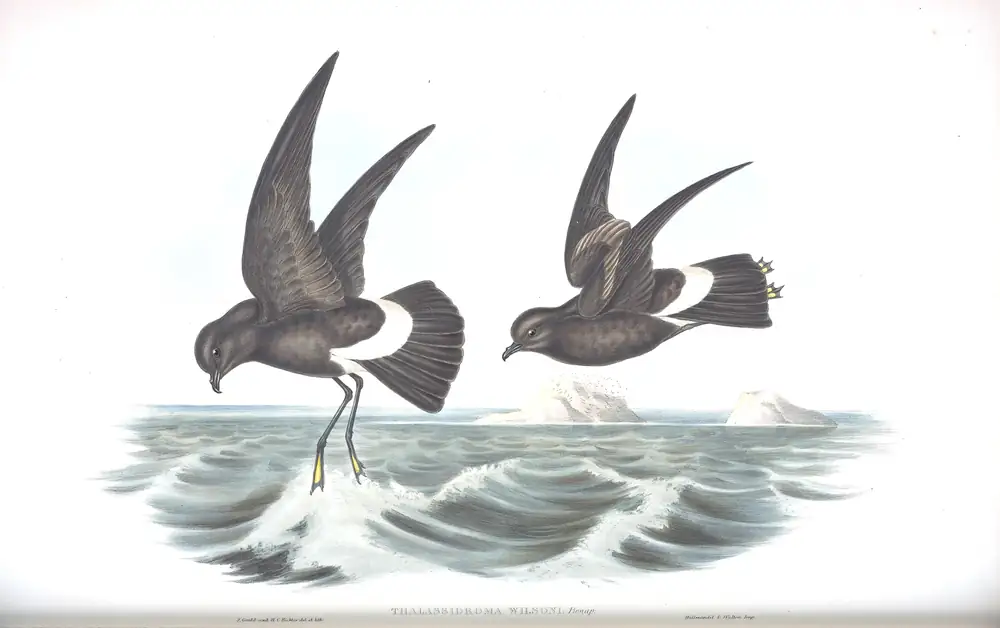 The whole sheet of volume VII, plate 65, with its engraved caption